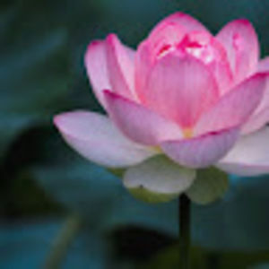 Meet your Posher, Marvette denise